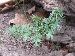 Perideridia americana