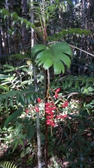 Dypsis concinna