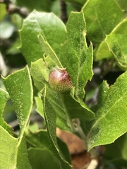 Callirhytis perfoveata