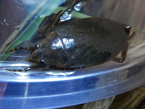 Belostoma flumineum photo 6