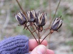 Hypericum ascyron pyramidatum