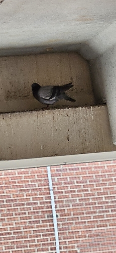 Feral Pigeon photographed in Kansas