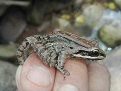 Leptodactylus