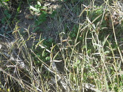 Indigofera psoraloides