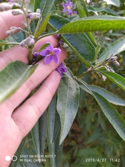 Solanum nitidum