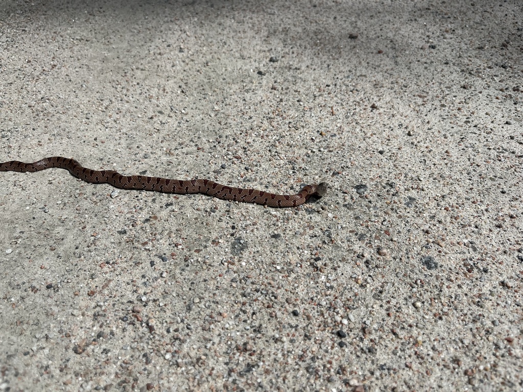 Mole kingsnake in april 2024 by matthew lifer first time cruising and