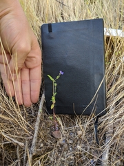 Collinsia parryi