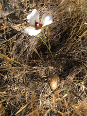 Calochortus catalinae