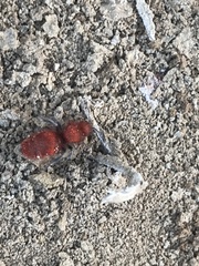 Sphaeropthalma unicolor