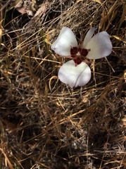 Calochortus catalinae