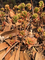 Sedum × rubrotinctum