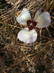Calochortus catalinae