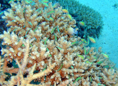 Dascyllus marginatus