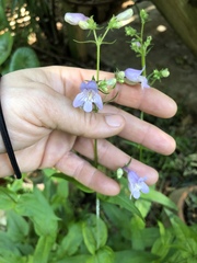 Penstemon laevigatus