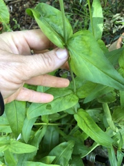 Penstemon laevigatus