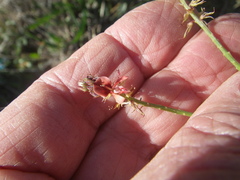 Indigofera psoraloides