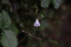 Mazus goodenifolius