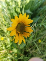 Wyethia angustifolia