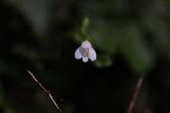 Mazus goodenifolius