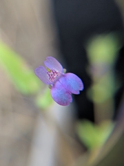 Collinsia parryi