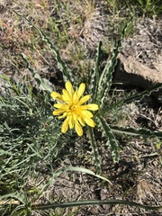 Nothocalais troximoides