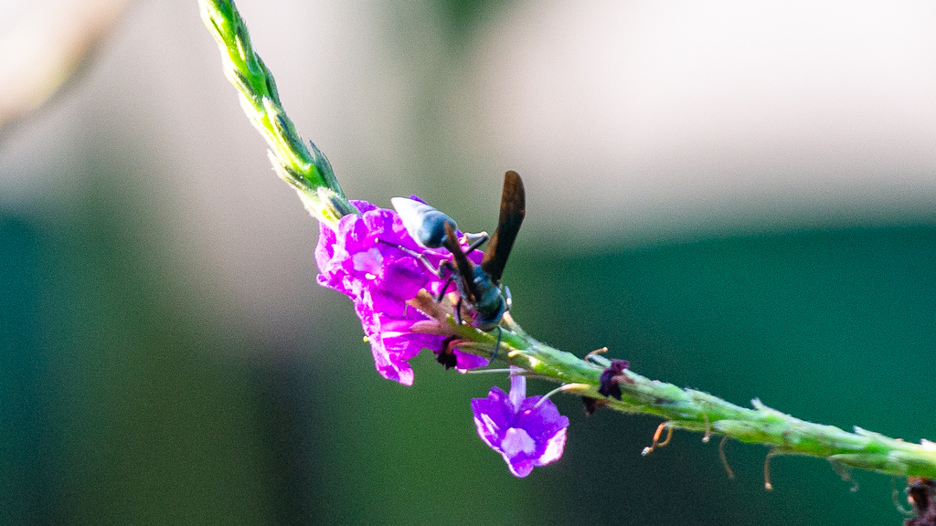 Northern Warrior Wasp from Heredia Province, Sarapiqui, Costa Rica on ...