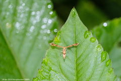 Nippoptilia cinctipedalis