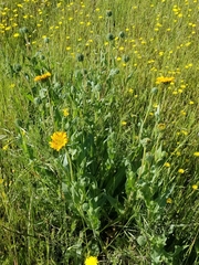 Wyethia angustifolia