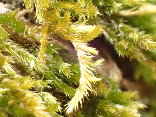 Platygyrium fuscoluteum