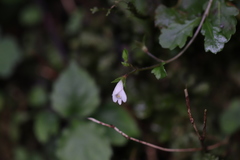 Mazus goodenifolius