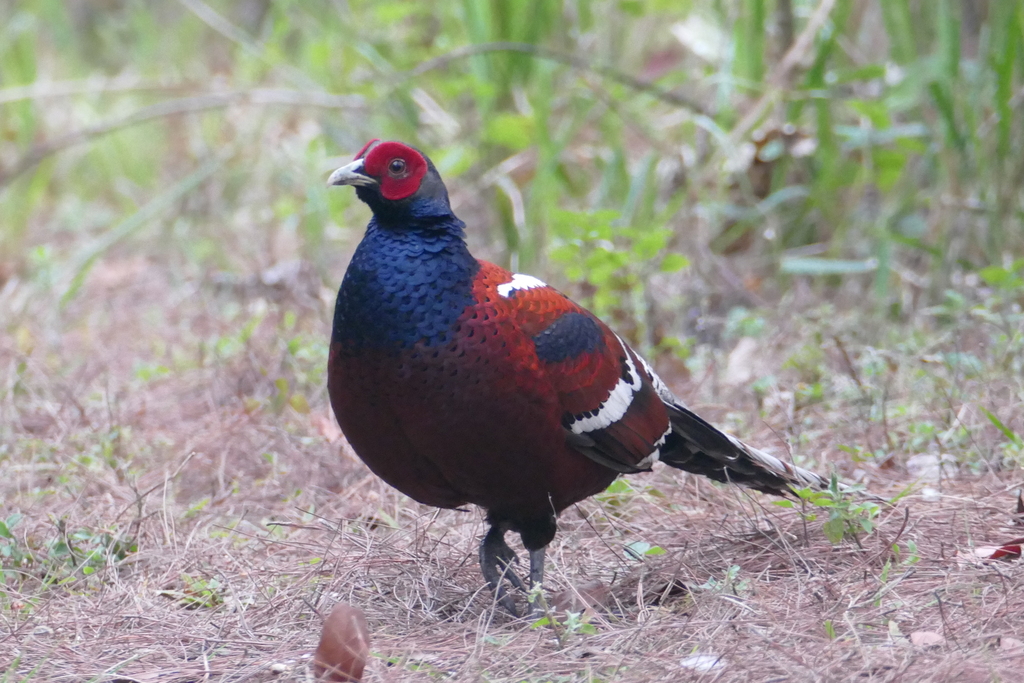 Mrs. Hume's Pheasant photo