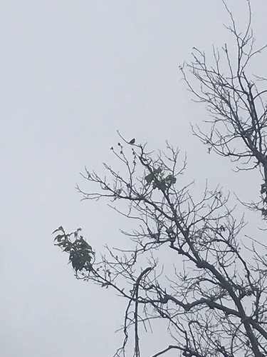 iNaturalist observation photo of Perching Birds