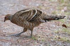 Mrs. Hume's Pheasant photo 5
