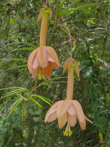 Passiflora jardinensis, photograph 6
