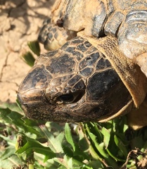 Testudo marginata