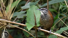 Plain-Tailed Wren photo 1