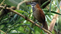 Plain-Tailed Wren photo 2