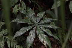 Arisaema formosanum