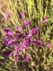 Allium peninsulare
