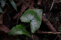 Asarum caudigerum