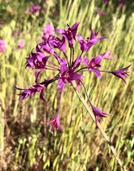 Allium peninsulare