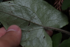 Asarum caudigerum