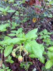 Rhododendron pilosum