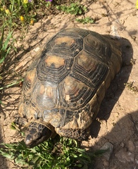 Testudo marginata
