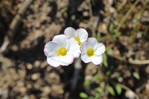 Image of Oneleaf Sorrel (Oxalis monophylla) by (c) Cecile Roux, some rights reserved (CC BY-SA)