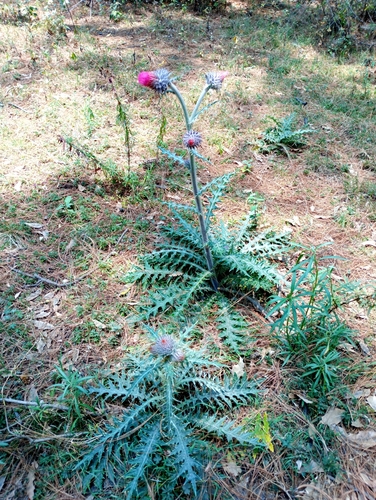 Image of Cirsium ehrenbergii by (c) Alberto Reyes Bautista, some rights reserved (CC BY)