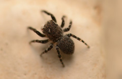 Talavera minuta