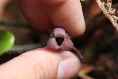 Asarum caudigerum