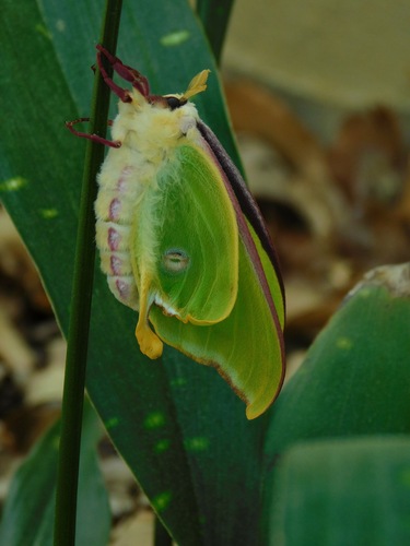 Luna moth
