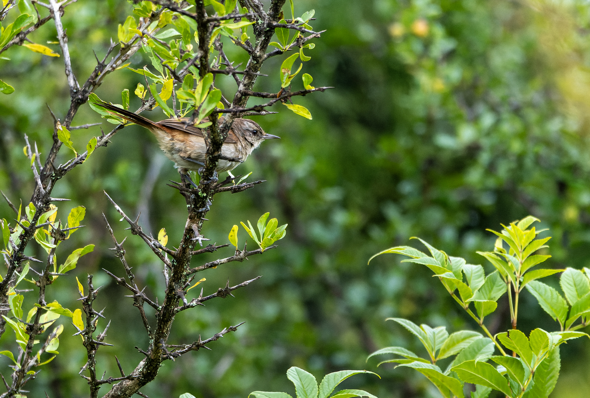Pale-tailed Canastero (Asthenes huancavelicae), photo 3